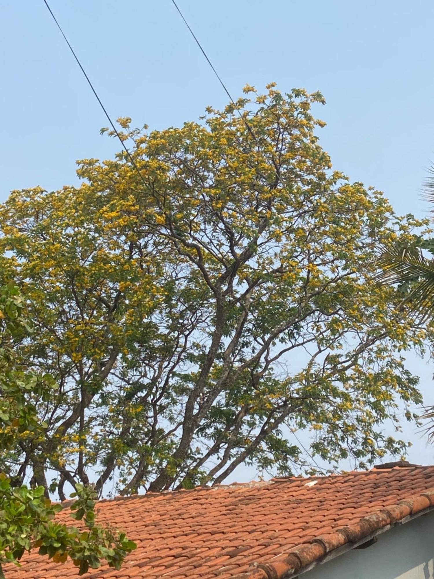 Quarto Privativo Chacara Pe Na Roca 布罗塔斯 外观 照片